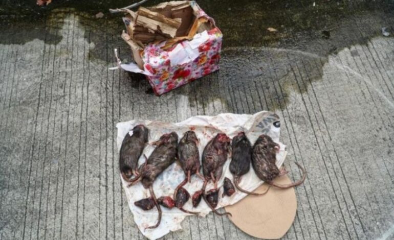 Teror Berlanjut: Kantor Tempo Dikirimi Enam Bangkai Tikus Terpenggal