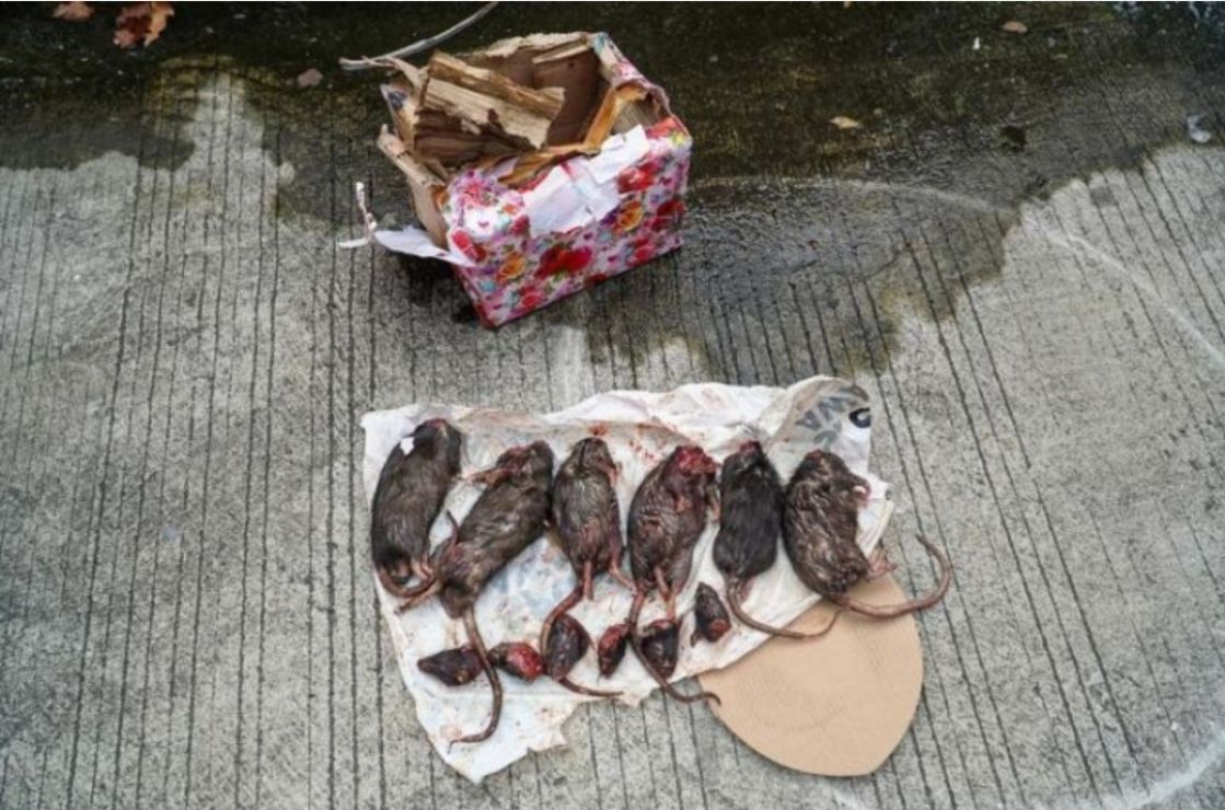 Teror Berlanjut: Kantor Tempo Dikirimi Enam Bangkai Tikus Terpenggal