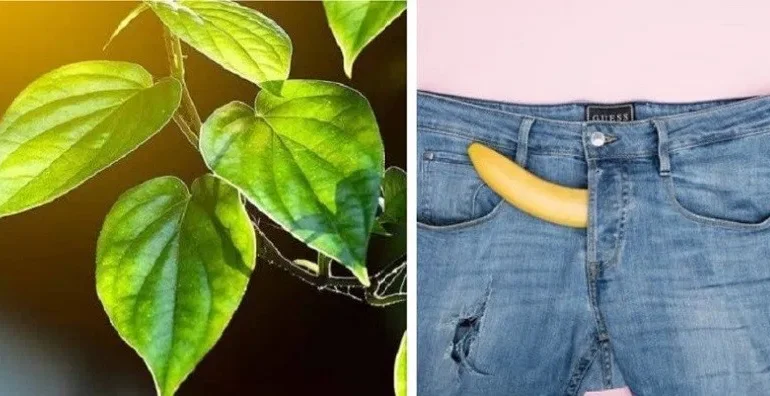 Mengungkap Mitos dan Fakta Daun Bungkus Papua: Khasiat Asli atau Sekadar Sensasi?