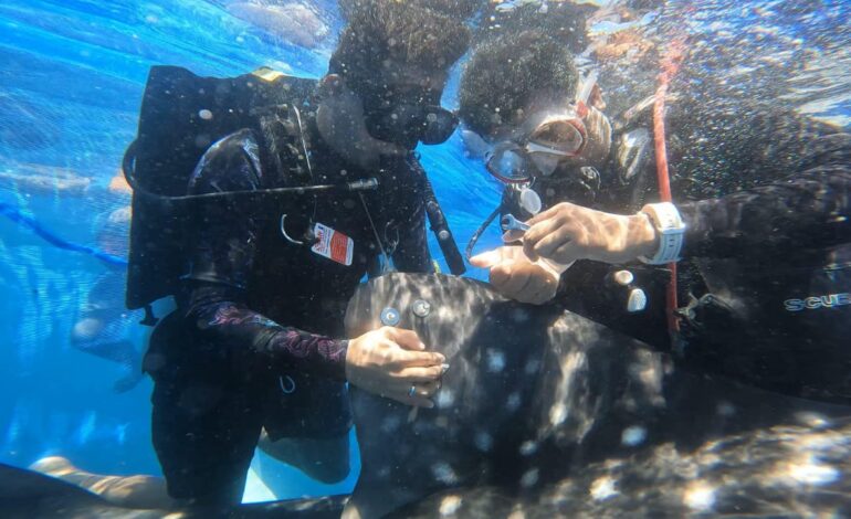 Dua Hiu Paus di Gorontalo Dipasangi Penanda Satelit