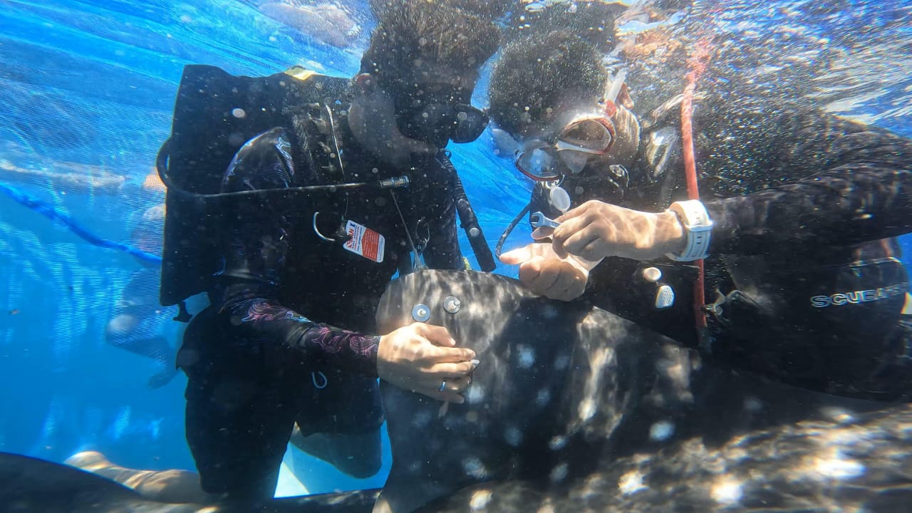 Dua Hiu Paus di Gorontalo Dipasangi Penanda Satelit