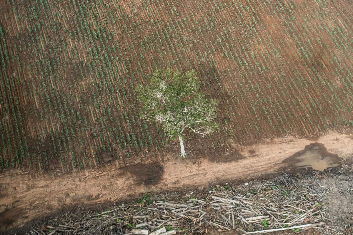 Greenpeace Bongkar Dampak PSN Tebu Merauke: Deforestasi Papua dan Ancaman bagi Masyarakat Adat