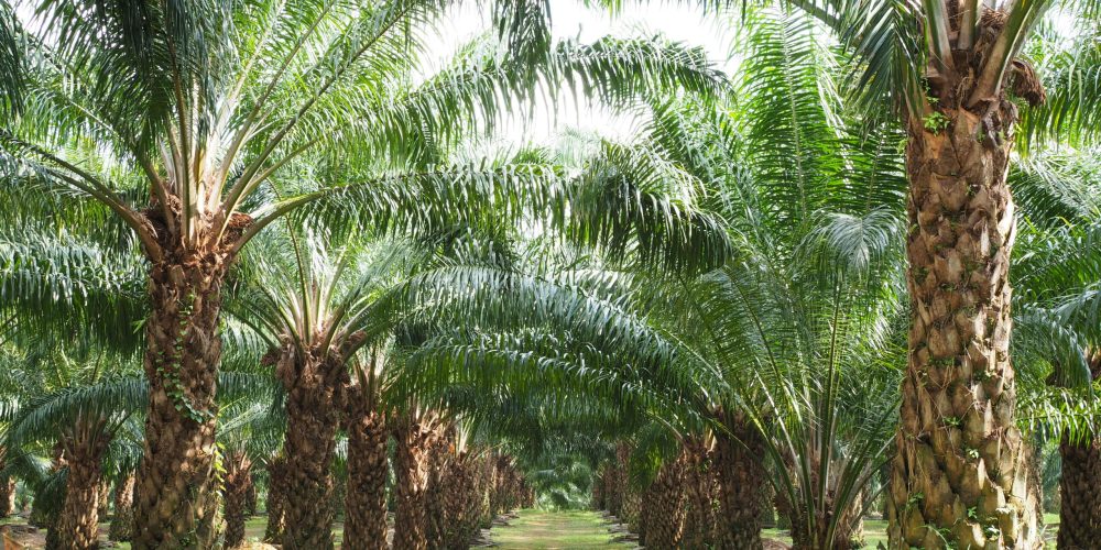 Arahan Presiden Tanam Sawit di Papua Dinilai Ancam Hak Masyarakat Adat dan Berpotensi Pelanggaran HAM Berat