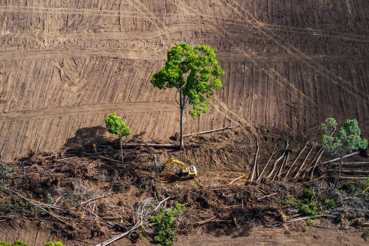Koalisi Transisi Bersih Soroti Risiko Program B50, Dinilai Picu Deforestasi dan Kenaikan Harga Pangan